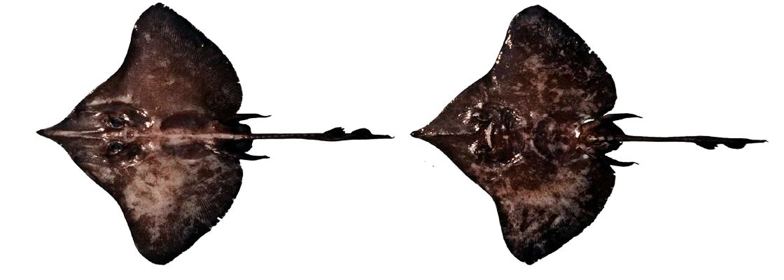 Dipturus nidarosiensis_06.jpg